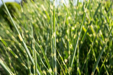 Kırsal kesimdeki yeşil çimenler gündüz çekiliyor