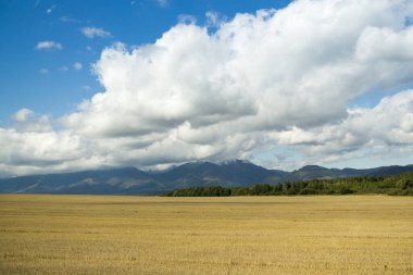 Gün batımında tarlanın güzel manzarası