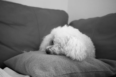 beyaz köpek ateş kapatmak