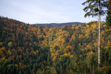 Ağaçları ve yeşil yaprakları olan sihirli orman
