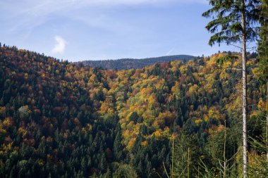 Arka planda ağaçlar olan güzel bir manzara