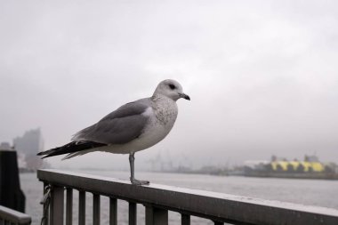 Limanda martı var. Hamburg, Almanya