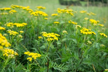 Doğal arka planda güzel çiçekler