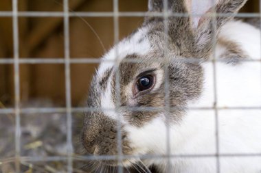 Arka planda kafesteki tavşan hayvan.. 