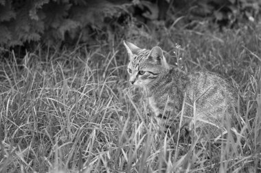 Çimlerdeki kedi, siyah beyaz fotoğraf