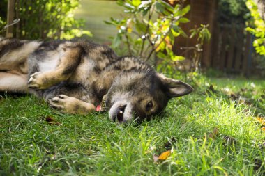  Yeşil çimenli köpek