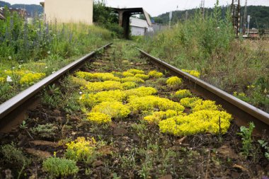 Renk çiçek atış kapatın