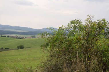 Yaz mevsiminde yeşil çayır manzarası