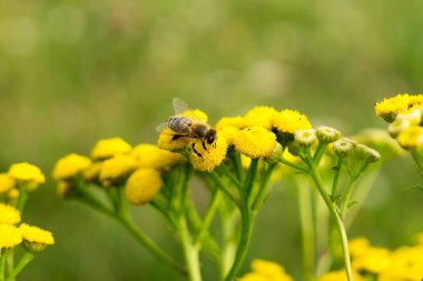 Bahçede güzel çiçekler ve arı. Yakın çekim.