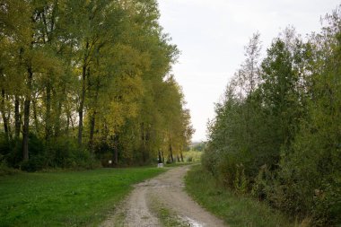 Ağaçları ve yeşil yaprakları olan sihirli orman