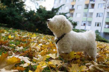 Parktaki sevimli beyaz köpek..