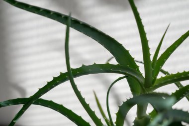 Arka planda yeşil bitki