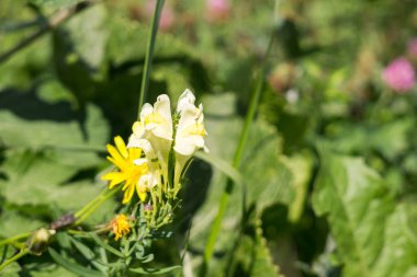 Arka planda güzel çiçekler