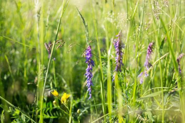 Güzel çiçekler. Yakın çekim. 