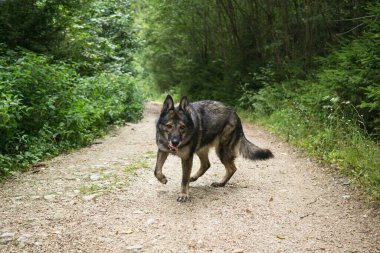 Yürüyen Köpek yakın çekim
