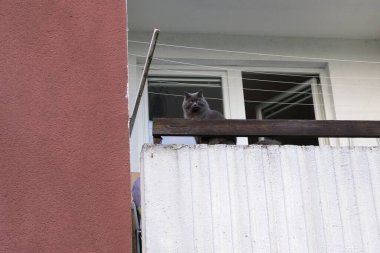 Güzel büyük kedi eski bir balkonda yatıyor.
