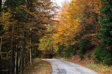 Ağaçları ve yeşil yaprakları olan sihirli orman