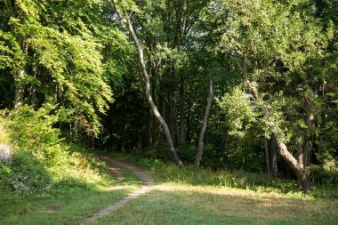 Güneşli bir günde dağ ormanı