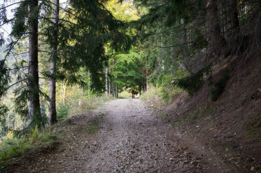 Ormanda doğa arka planında güzel bir yol