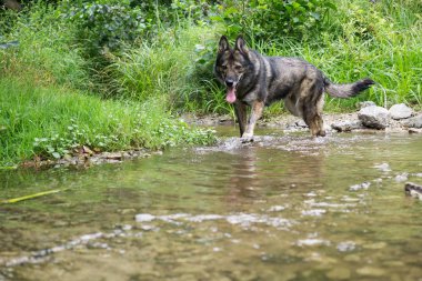 Yürüyen Köpek yakın çekim