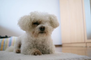 beyaz köpek ateş kapatmak