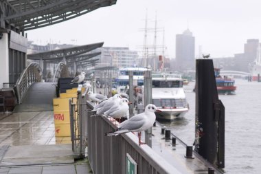 Limanda martılar var. Hamburg, Almanya