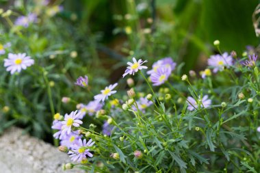 Güzel çiçek atış kapatın 