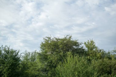 Güneşli bir günde dağ ormanı