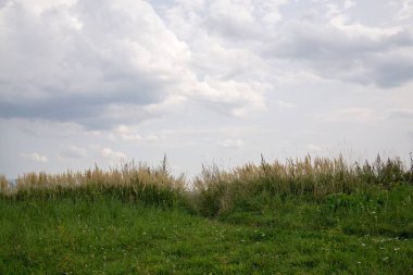 Gün batımında güzel bir buğday tarlası manzarası