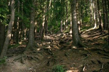 Ormanda sihirli ağaçlar ve yollar. Slovakya