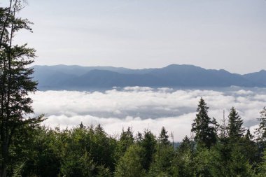 Ormanda sihirli ağaçlar ve yollar. Slovakya