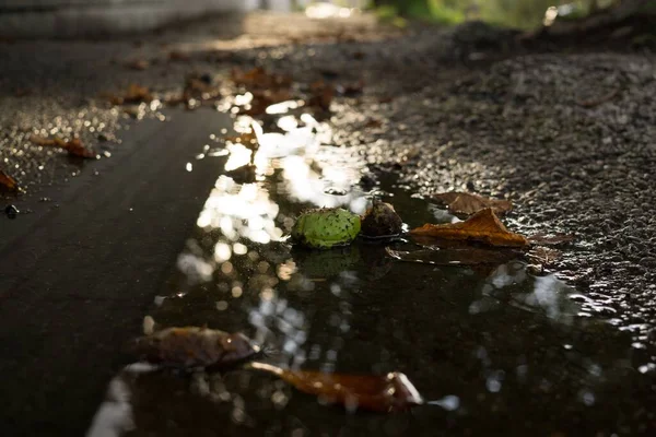 Puddle Sur Route Pendant Pluie Slovaquie — Photo