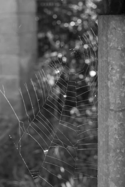 Tela Araña Fondo Cerca — Foto de Stock