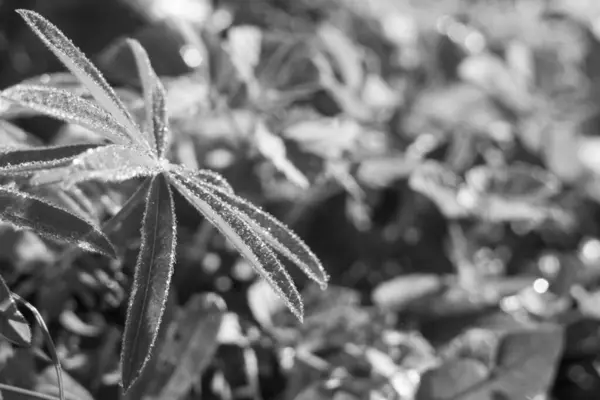 Close Van Plant Natuur Achtergrond — Stockfoto