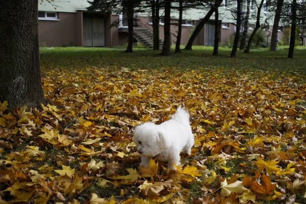 Aranyos Fehér Kutya Szabadban Parkban — Stock Fotó