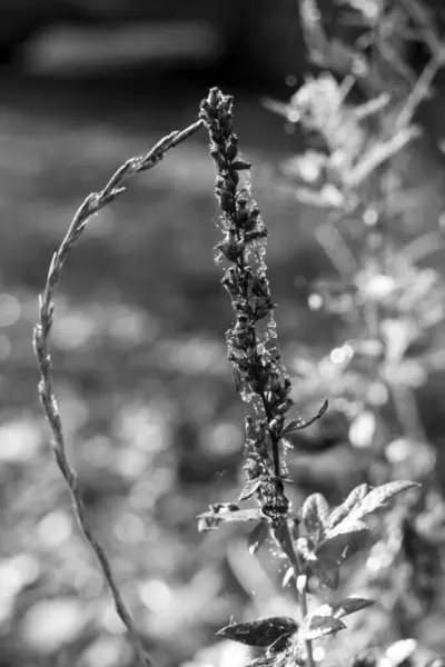 Zwart Wit Foto Van Wilde Plant Het Veld — Stockfoto