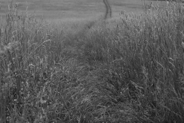 Schwarz Und Weiß Eines Weizenfeldes — Stockfoto