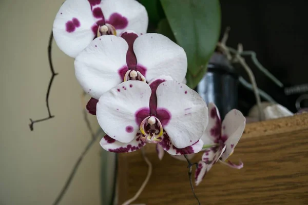 Bílá Orchidej Květiny Zahradě — Stock fotografie