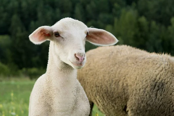 Schapen Grazen Groene Weide — Stockfoto