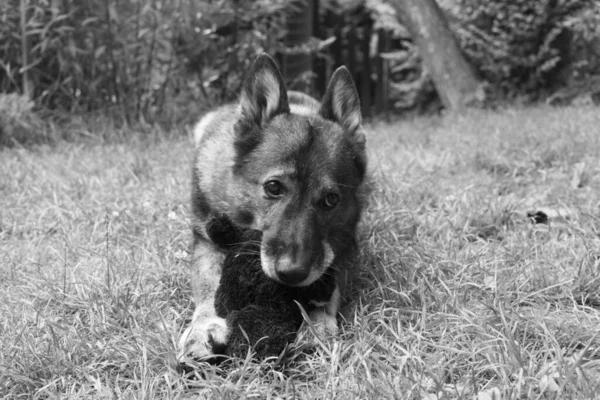 古い犬のショットを閉じます — ストック写真