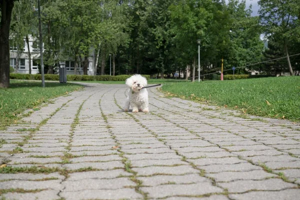 Χαριτωμένο Λευκό Σκυλί Υπαίθρια Στο Πάρκο — Φωτογραφία Αρχείου