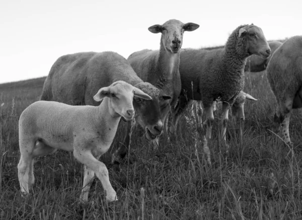 Manada Caprinos Pastando Campo — Fotografia de Stock