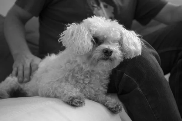 Close Tiro Cão Branco Com Seu Proprietário — Fotografia de Stock