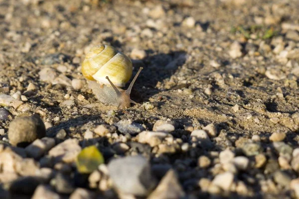 Snail Animal Background Slovakia — Stock Photo, Image