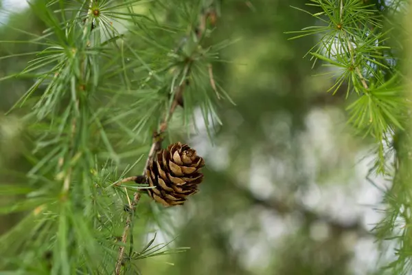 Dennenboom Met Kegels Als Achtergrond — Stockfoto