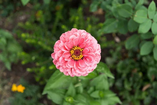 美しいピンクの花が畑に — ストック写真