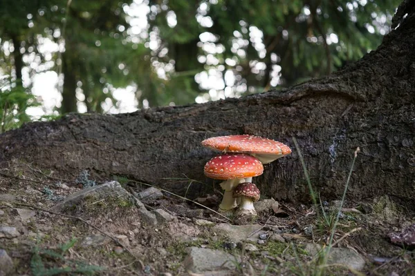 Champignons Toxiques Hallucinogènes Mouche Agarique Dans Herbe — Photo