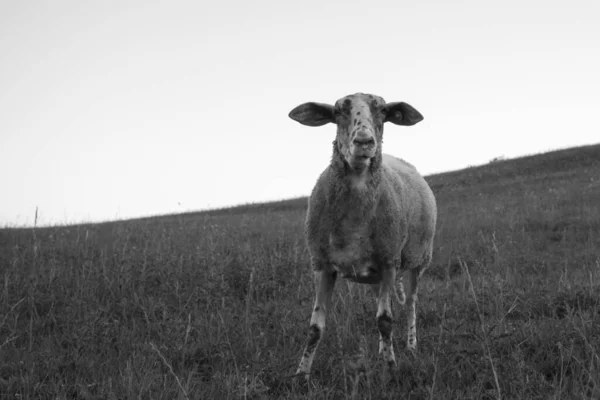 Schapen Grazen Groene Weide — Stockfoto