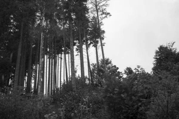 Schwarz Weiß Foto Von Bäumen Wald — Stockfoto