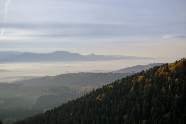 Zauberwald Mit Bäumen Und Grünen Blättern — Stockfoto